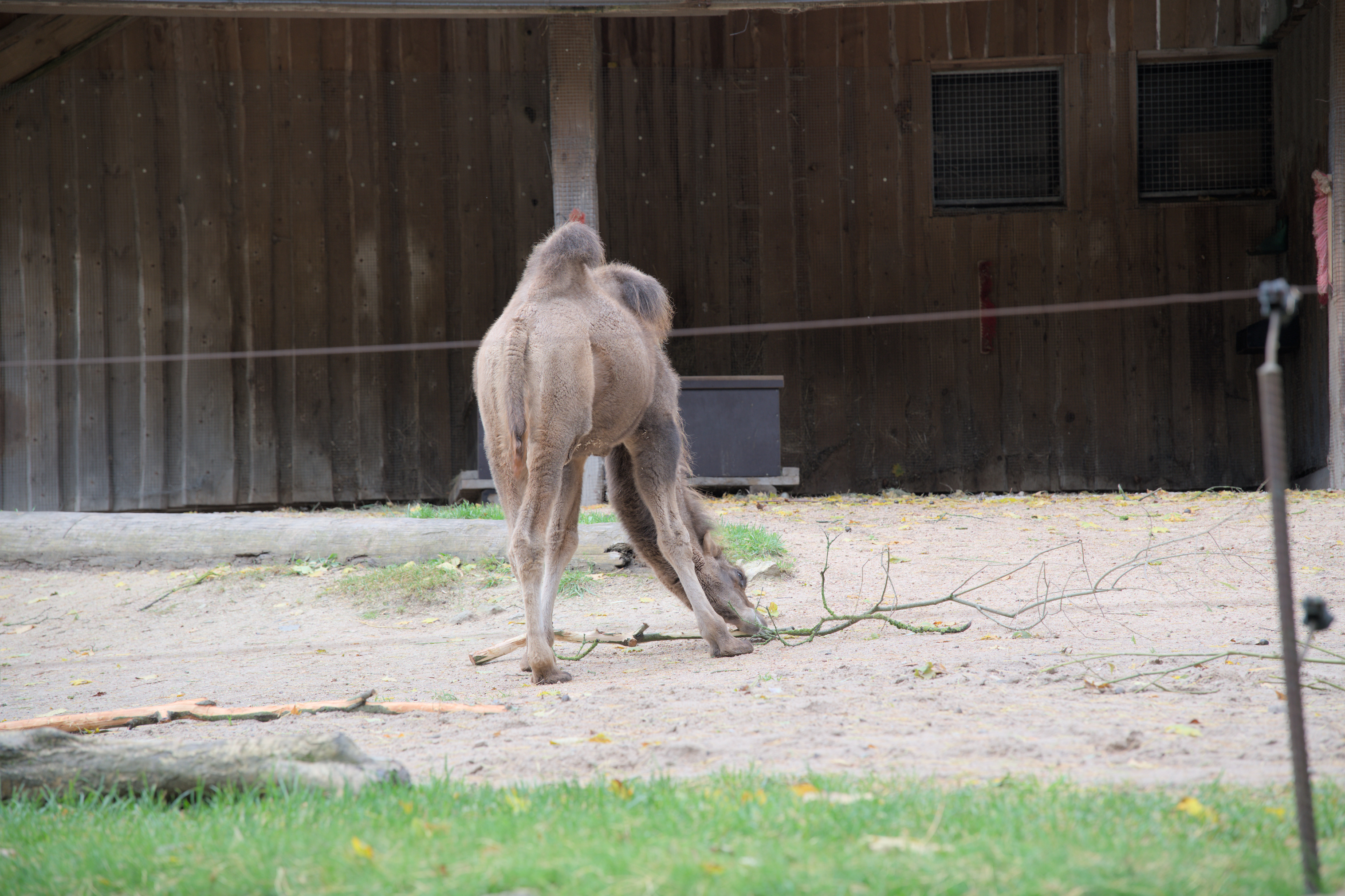 2025/10/12 - zoo/DSC_0049.jpg